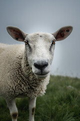 Obraz premium portrait of a sheep in Valais on a moody, rainy day
