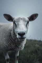 portrait of a sheep in Valais on a moody, rainy day