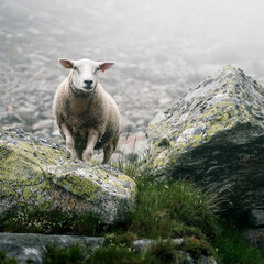portrait of a sheep in Valais on a moody, rainy day