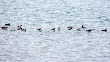 puffin birds catch fish in the atlantic ocean in Iceland
