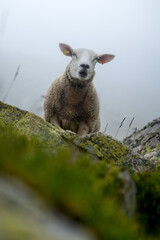 portrait of a sheep in Valais on a moody, rainy day