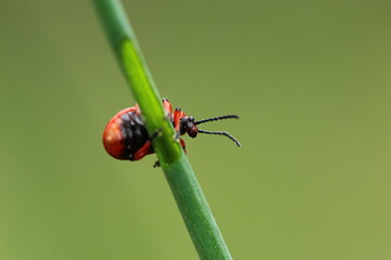 Insekt ,Natur, Makro, Nahaufnahme, Tier, Käfer, wild lebendes Tier