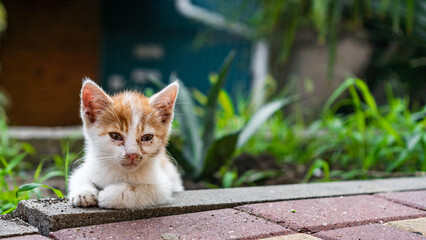 dirty kitten in the garden