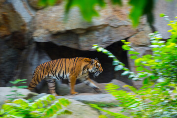 Indochinese tiger, Panthera tigris corbetti, among natural vegetation