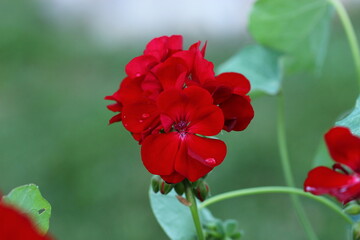 Obraz premium Blume, Wiese, Natur, Pflanze, Makro, Nahaufnahme