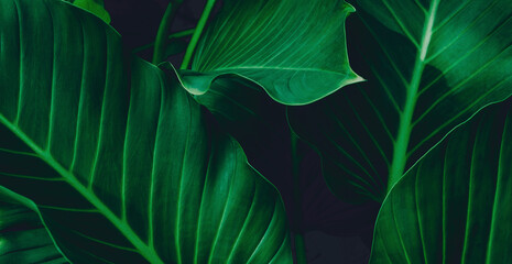tropical leaves, abstract green leaves texture, nature background