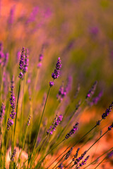 Lavender fields in Brihuega, Guadalajara, Spain.