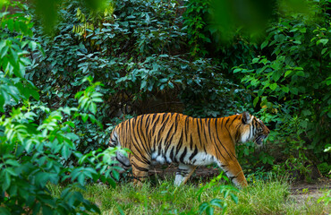 Indochinese tiger, Panthera tigris corbetti, among natural vegetation