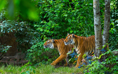 Indochinese tiger, Panthera tigris corbetti, among natural vegetation