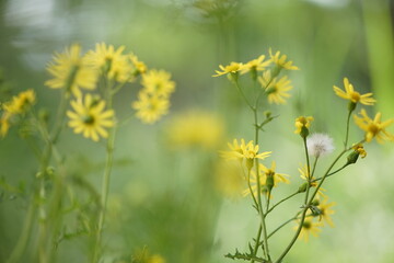 Cute yellow flowers in green natural blurred bokeh of the garden
