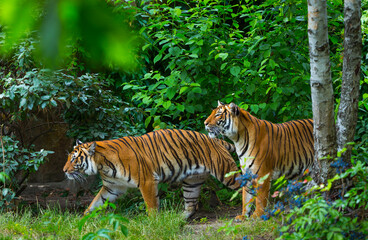 Indochinese tiger, Panthera tigris corbetti, among natural vegetation