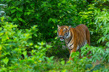 Indochinese tiger, Panthera tigris corbetti, among natural vegetation