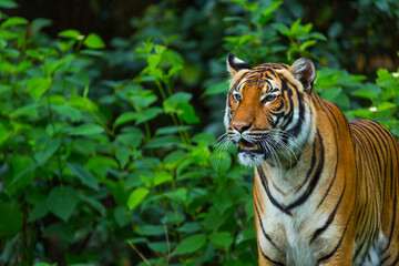 Indochinese tiger, Panthera tigris corbetti, among natural vegetation