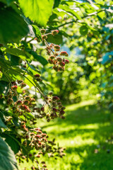 red berries of a tree