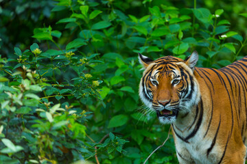 Fototapeta na wymiar Indochinese tiger, Panthera tigris corbetti, among natural vegetation