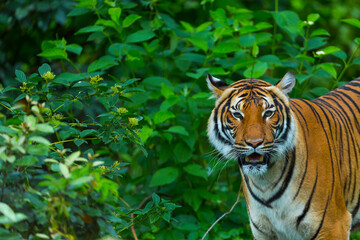 Indochinese tiger (Panthera tigris corbetti)