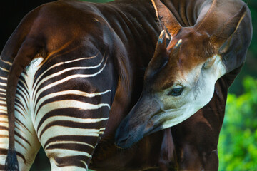 Okapi (Okapia johnstoni), forest giraffe or zebra giraffe - obrazy, fototapety, plakaty