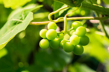 bunch of grapes