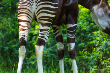 Okapi (Okapia johnstoni), forest giraffe or zebra giraffe