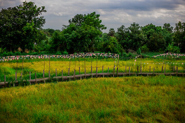 Obraz premium Aden Farm Nakhon Nayok-Nakhon Nayok: 1 August 2020, atmosphere inside the restaurant, coffee shop, with tourists coming to dine while traveling, Khlong Yai Subdistrict Ongkharak District Nakhon Nayok,