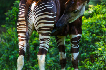 Okapi (Okapia johnstoni), forest giraffe or zebra giraffe