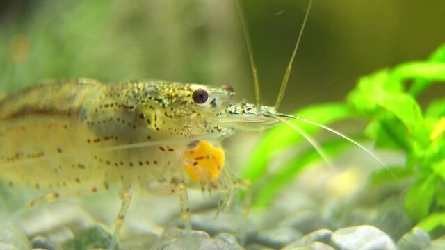 Macro shot of Freshwater Amano shrimp eating. Caridina multidentata.