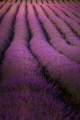 Naklejka na ściany i meble Lavender fields in Brihuega, Guadalajara, Spain.
