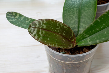 Young and healthy leaves in specks of phalaenopsis orchid in flower pot.