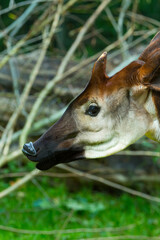 Okapi (Okapia johnstoni), forest giraffe or zebra giraffe