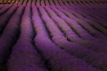 Fototapeta premium Lavender fields in Brihuega, Guadalajara, Spain.