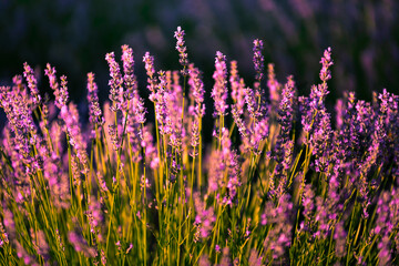 Obraz premium Lavender fields in Brihuega, Guadalajara, Spain.