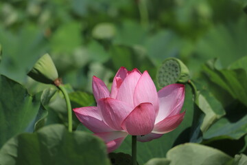 Lotus flowers  in Ueno Park ,japan,tokyo
