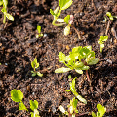 small seedling in a greenhouse in the spring