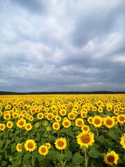 field of sunflowers