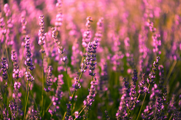 Lavender fields in Brihuega, Guadalajara, Spain.