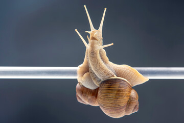 Helix pomatia. snails hang from a plastic tube. romance and relationships in the animal kingdom....