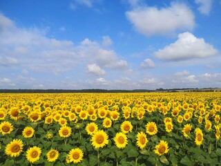 Fototapeta premium field of sunflowers