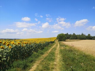 Fototapeta na wymiar road in the field of sunflowers