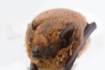 Fototapeta premium bat on a white background