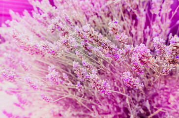 Fototapeta na wymiar Flowers of Lavender in summer garden. Lavender background