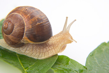 Helix pomatia. grape snail crawling on green leaves. mollusc and invertebrate. delicacy meat and gourmet food.