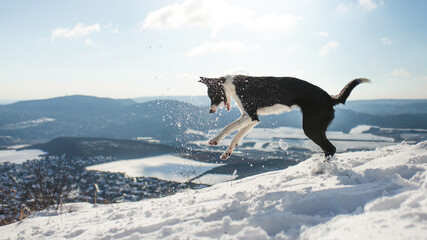 Fototapeta na wymiar border collie dog jumping to catch a snowball on a hill in the winter