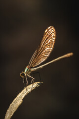 Libélula posando sobre una hoja
