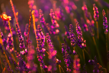 Lavender fields in Brihuega, Guadalajara, Spain.