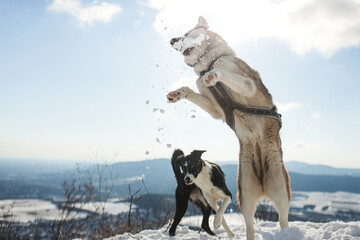a border collie and a siberian husky dog jumping to catch a snowball on a hill in the winter