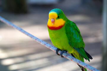 Canberra Australia,  Polytelis swainsonii or Superb parrot an australian native perched on a rope
