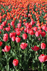 Fototapeta premium Bright beautiful red-pink tulips lit by the sun