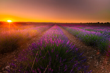 Plakat Lavender fields in Brihuega, Guadalajara, Spain.