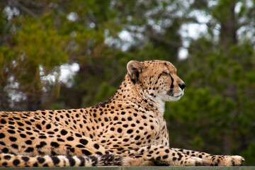 Canberra Australia,  profile of  cheetah sitting but alert