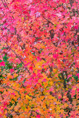 Autumn, MAPLE - ARCE, Spain, Europe